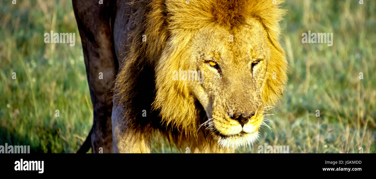 RS 7112. Sfondi; colori; colori; visualizzare, Lion Panthera leo, Masai Mara Park, Kenya, Africa orientale Foto Stock