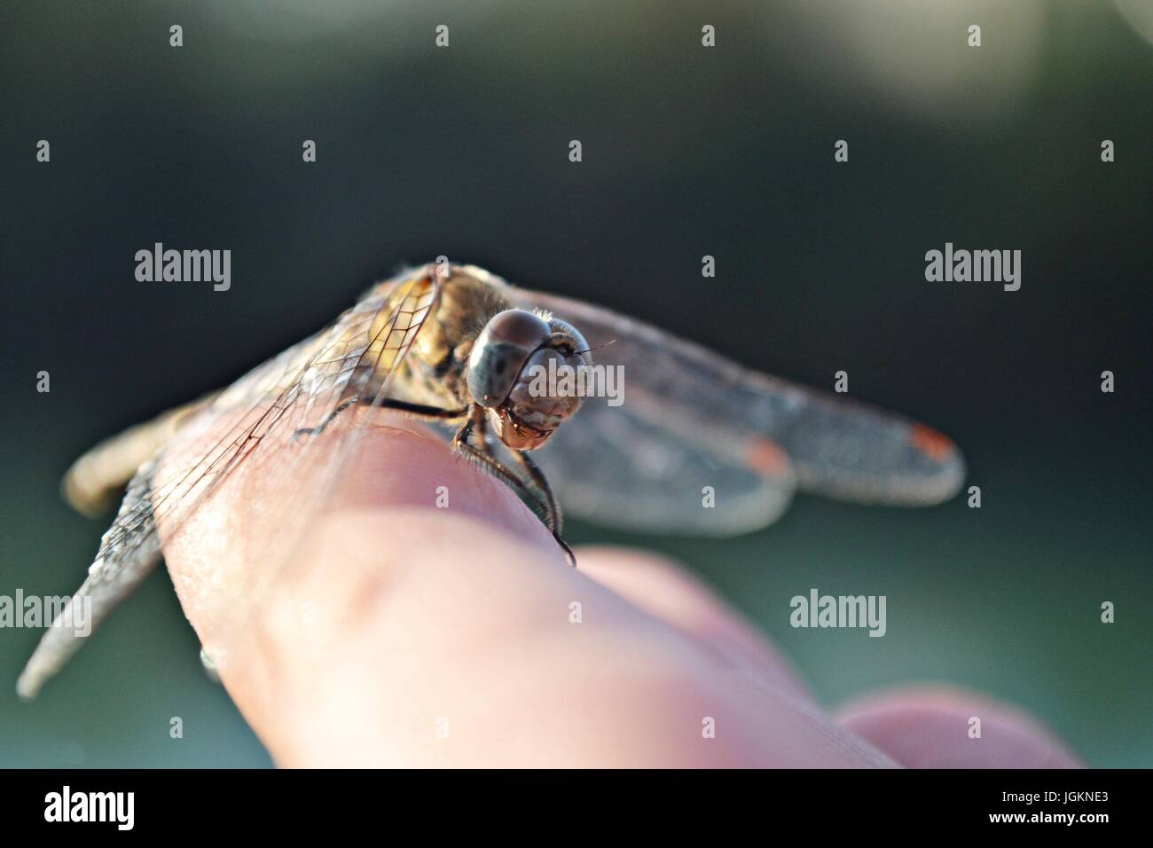 Primo piano della piccola libellula al dito Foto Stock