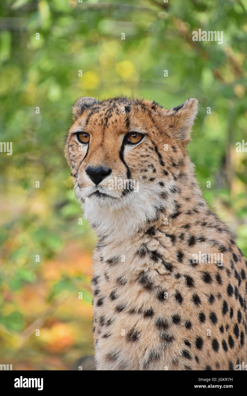 Close up ritratto di ghepardo (Acinonyx jubatus) guardando la fotocamera a basso angolo di visione Foto Stock