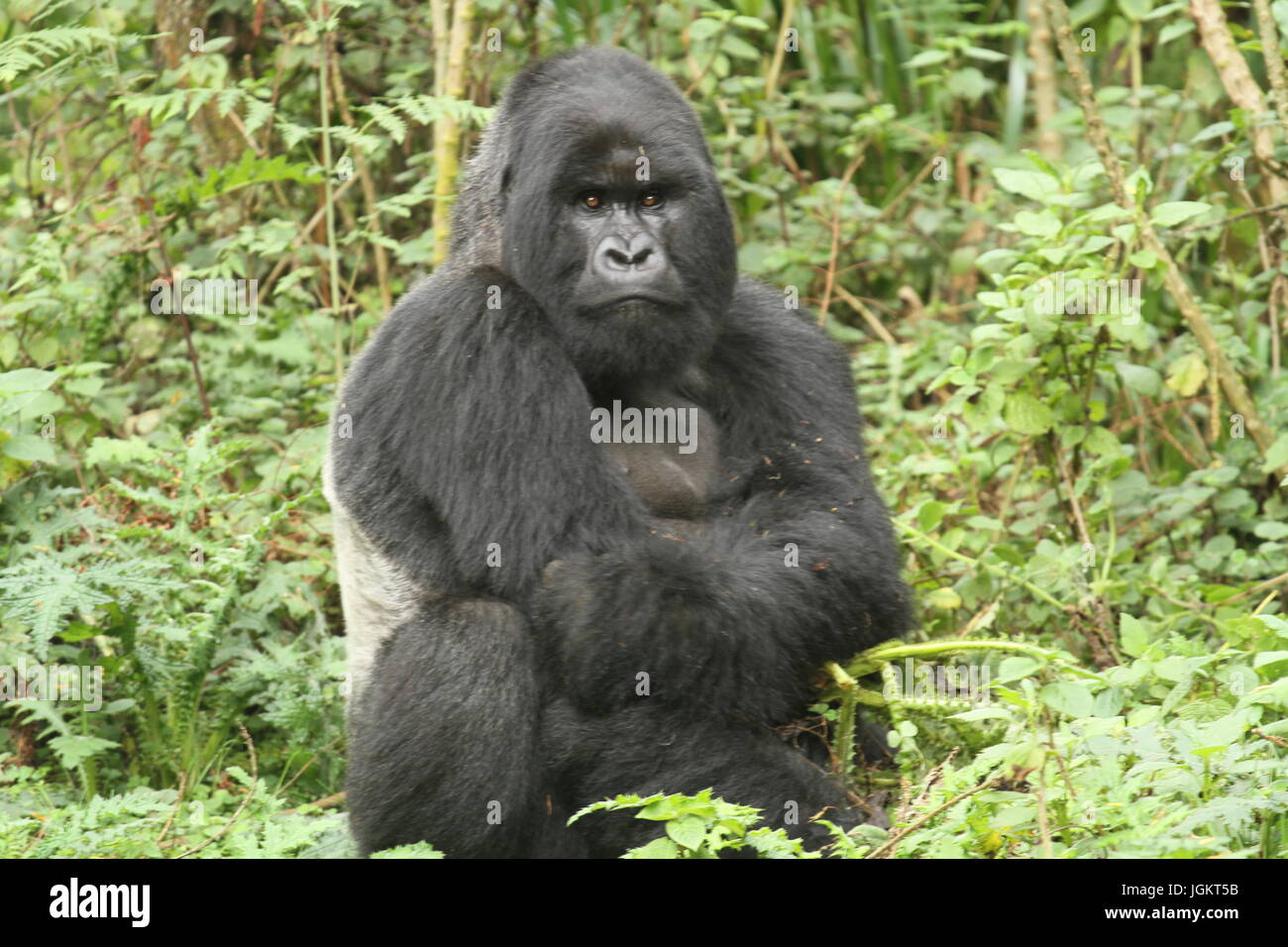Gorilla di Montagna, Ruanda Foto Stock