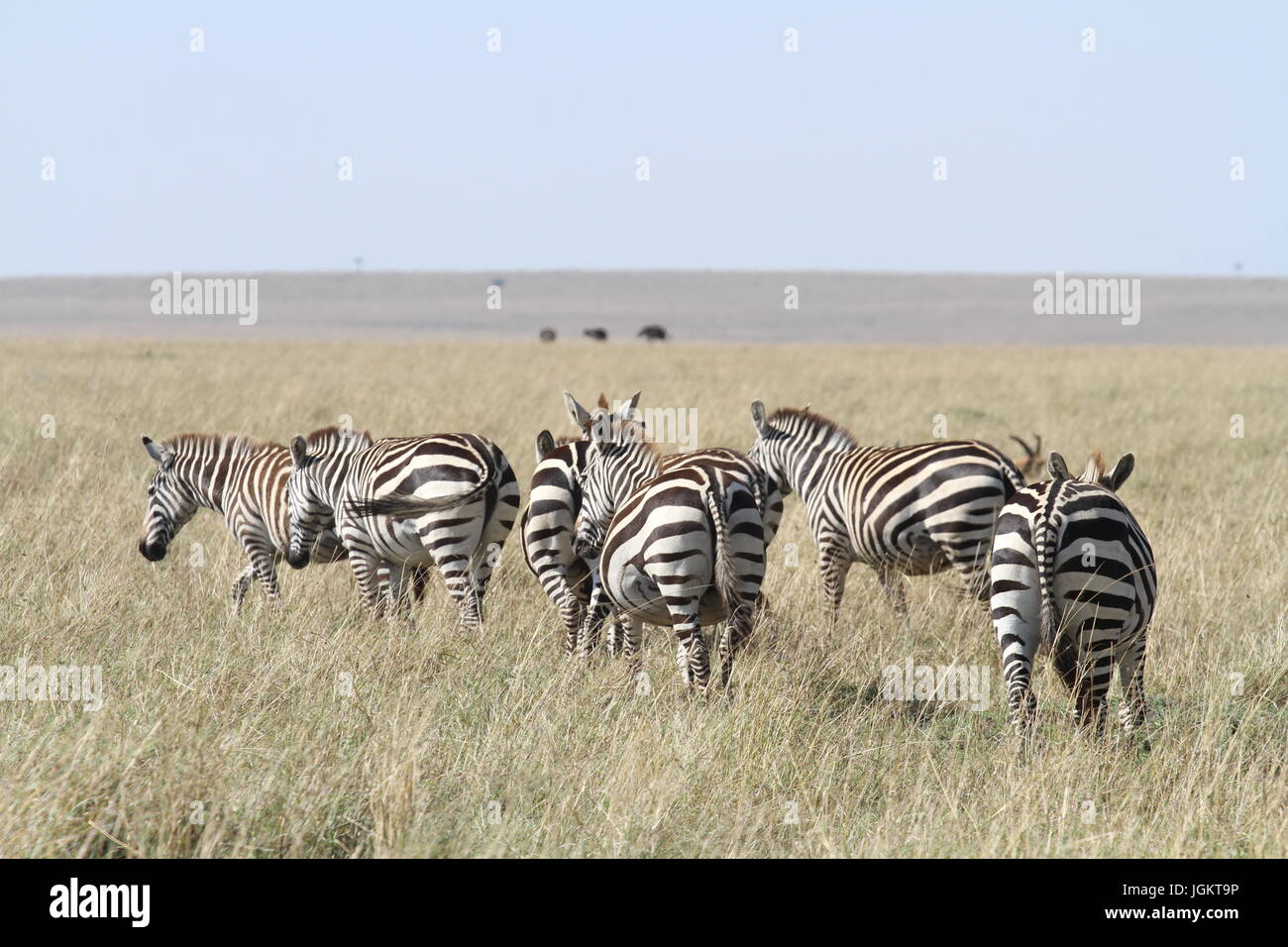 Zebre pascolano in Masai Mara Foto Stock