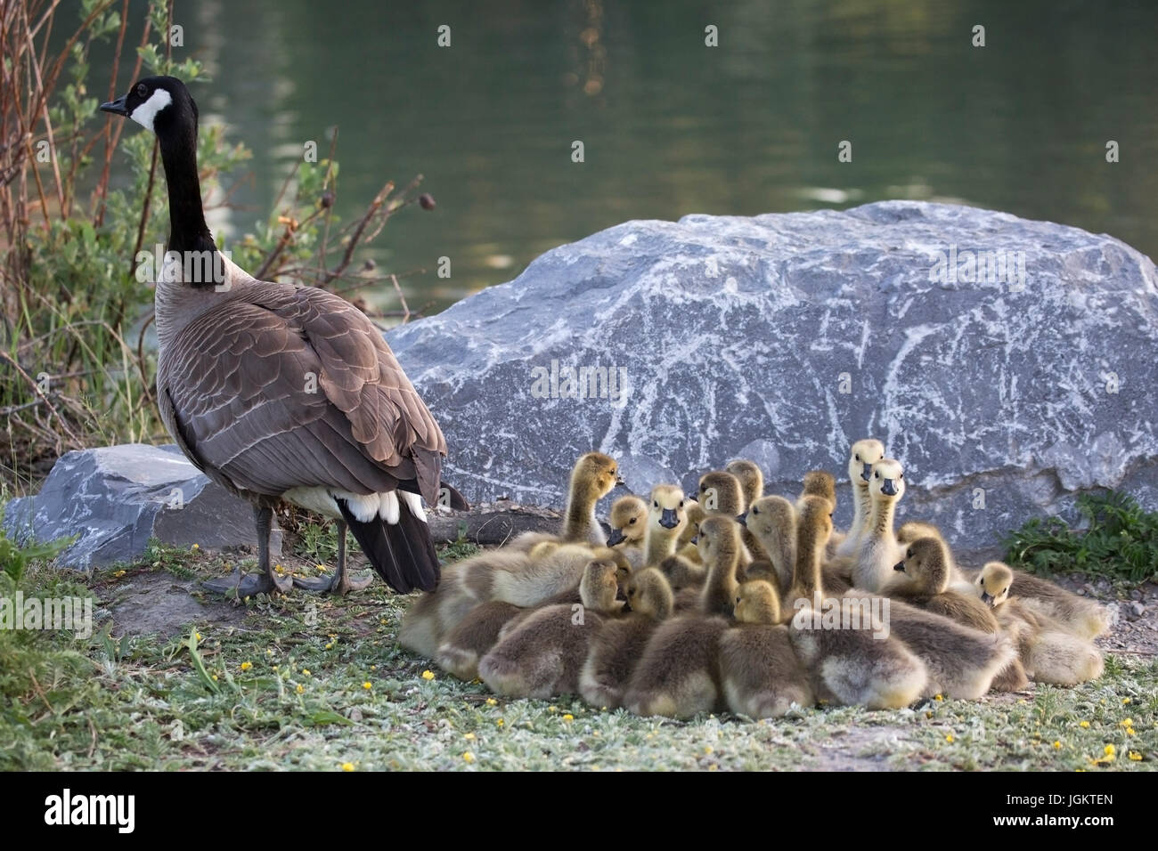 Canada Goose famiglia, uccello adulto protezione creche di gossings (Branta canadensis) Foto Stock