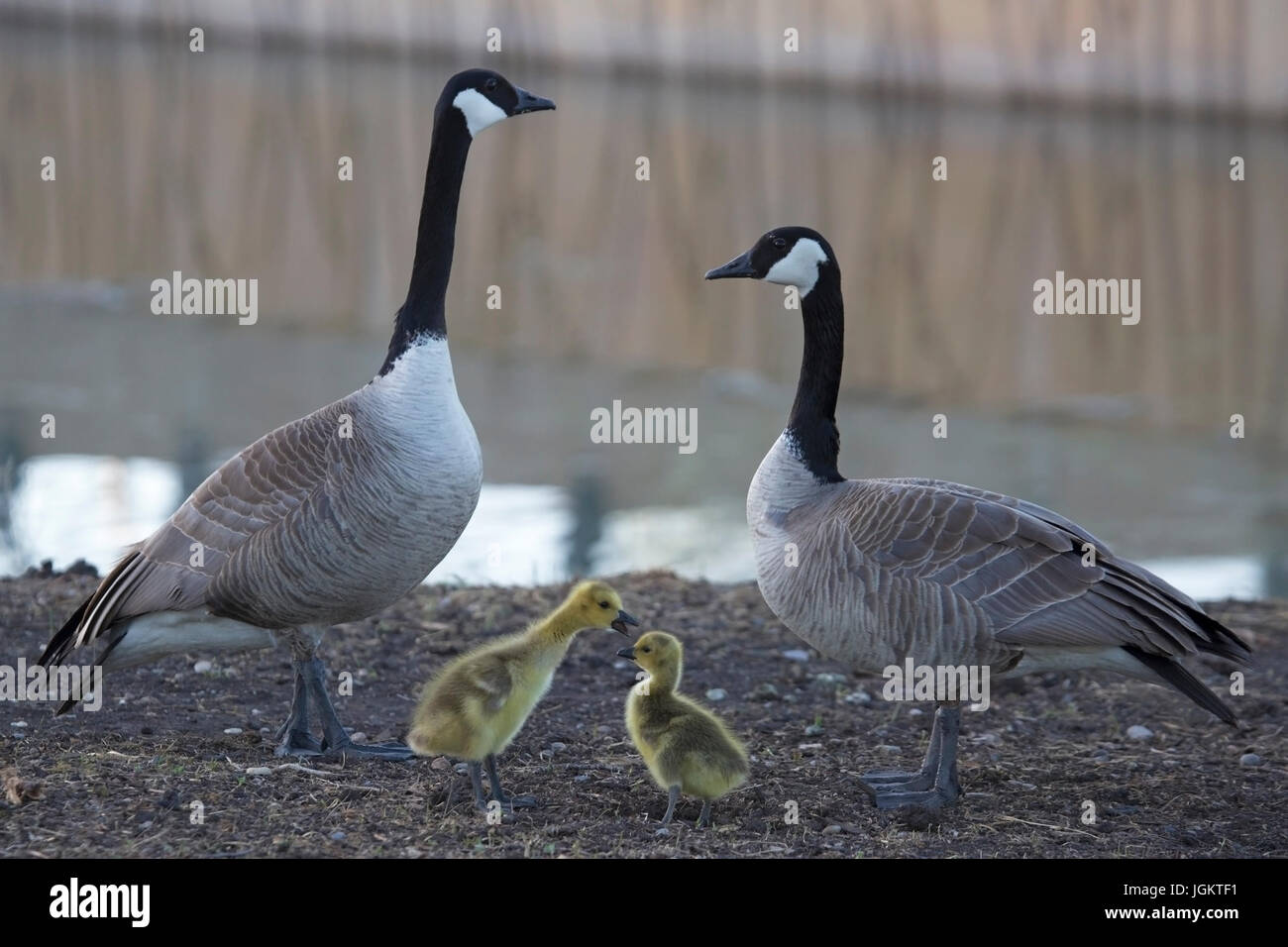 Coppia di Oche del Canada con due goslings (Branta canadensis) Foto Stock