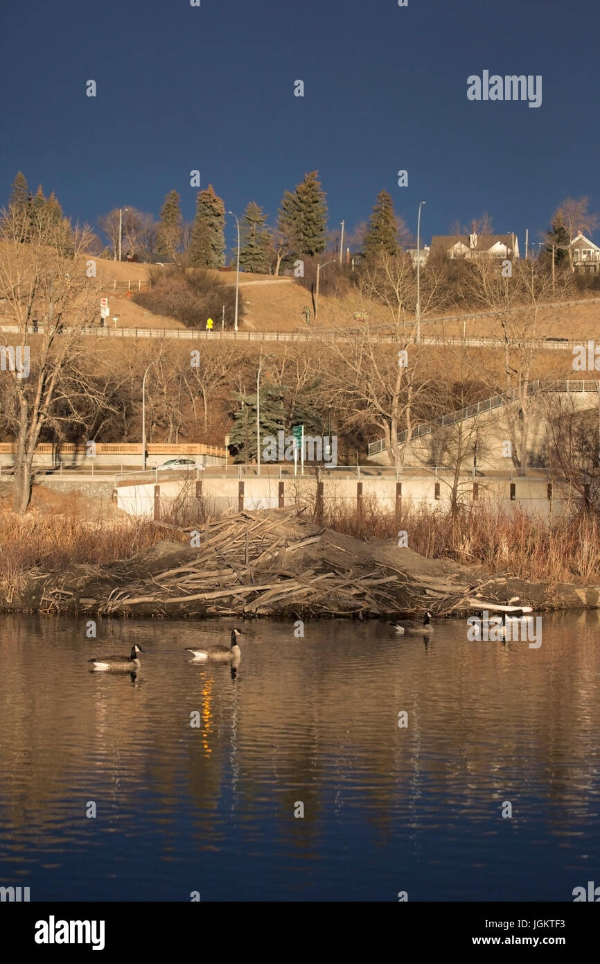 Canada Geese nuotare oltre beaverlodge in ambiente urbano (Branta canadensis), sullo stagno accanto Trans Canada Trail Foto Stock
