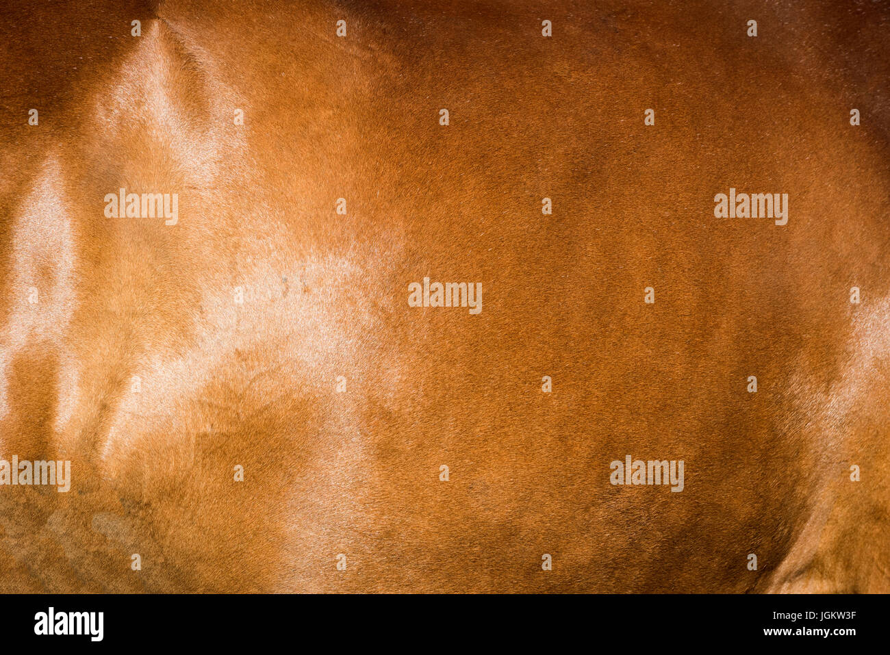 Sullo sfondo di un cavallo marrone pelle con superficie di illuminazione Foto Stock