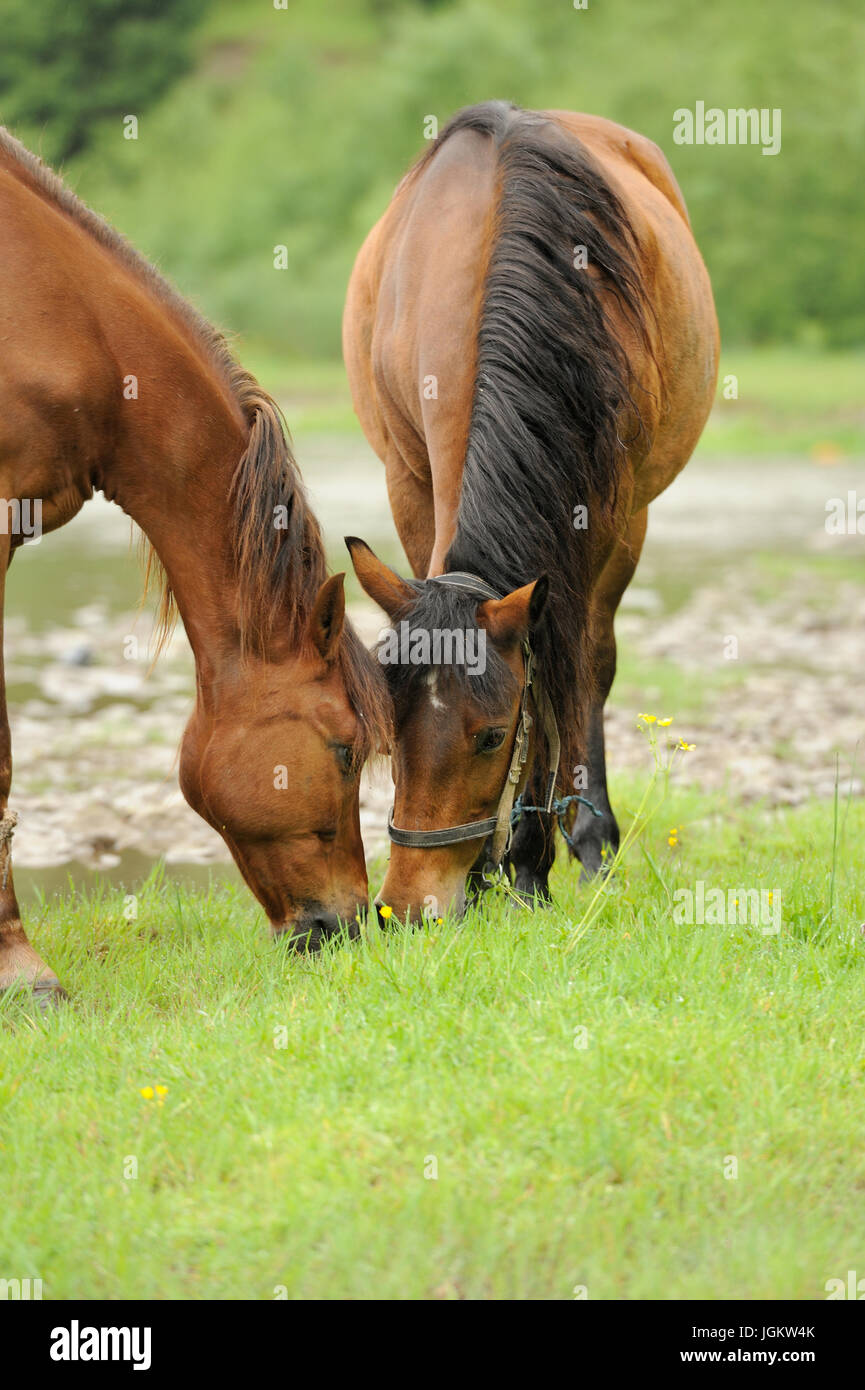 Horse Running in campo nel giorno di estate Foto Stock