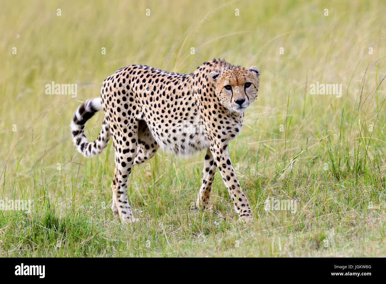 Wild african cheetah, splendido animale mammifero. Africa Kenya Foto Stock