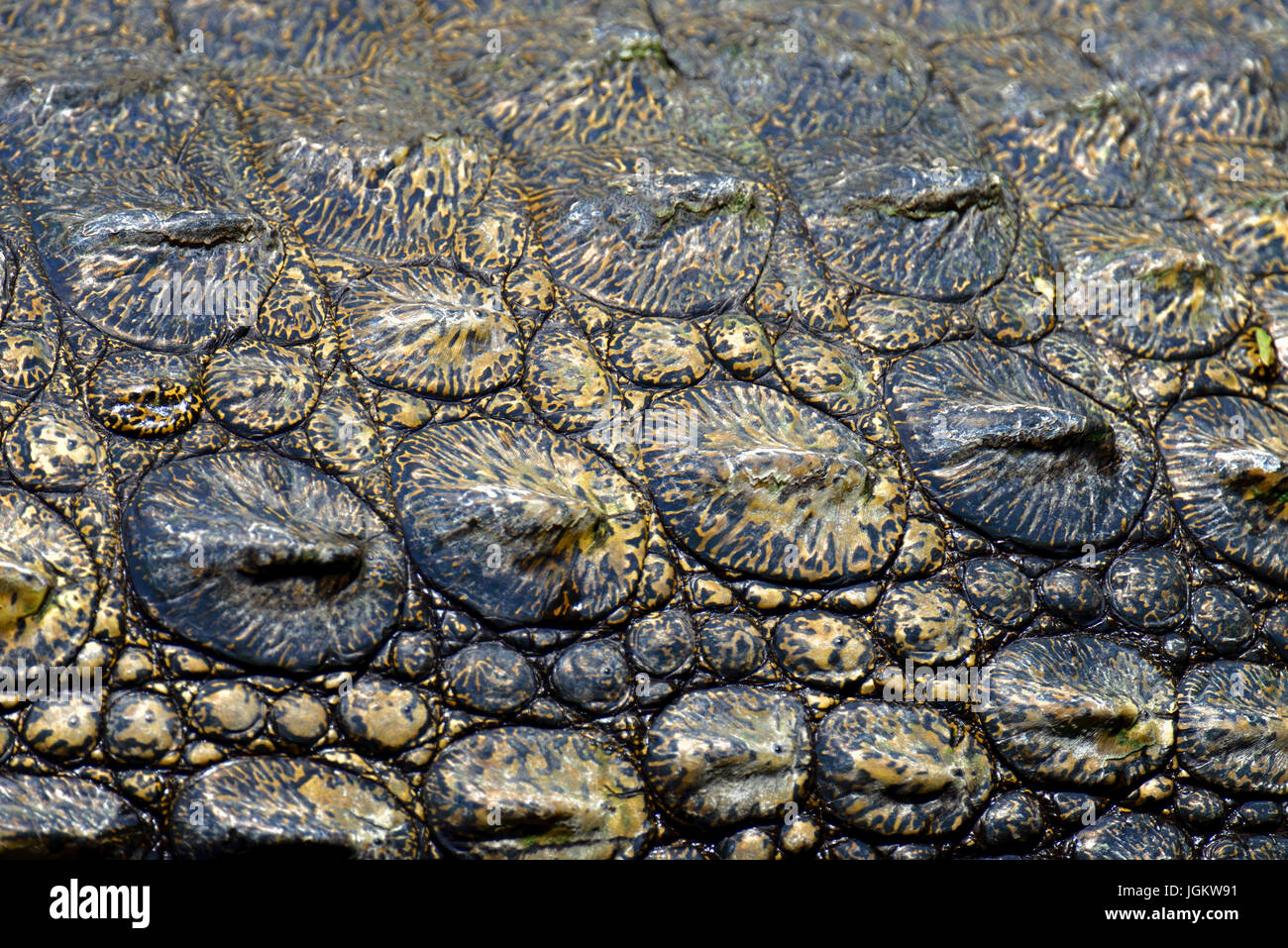 Pelle di coccodrillo texture. Girato in Sud Africa Foto Stock