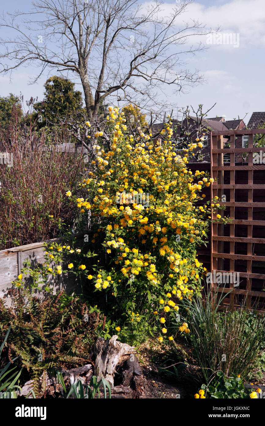 KERRIA JAPONICA PLENIFLORA Foto Stock