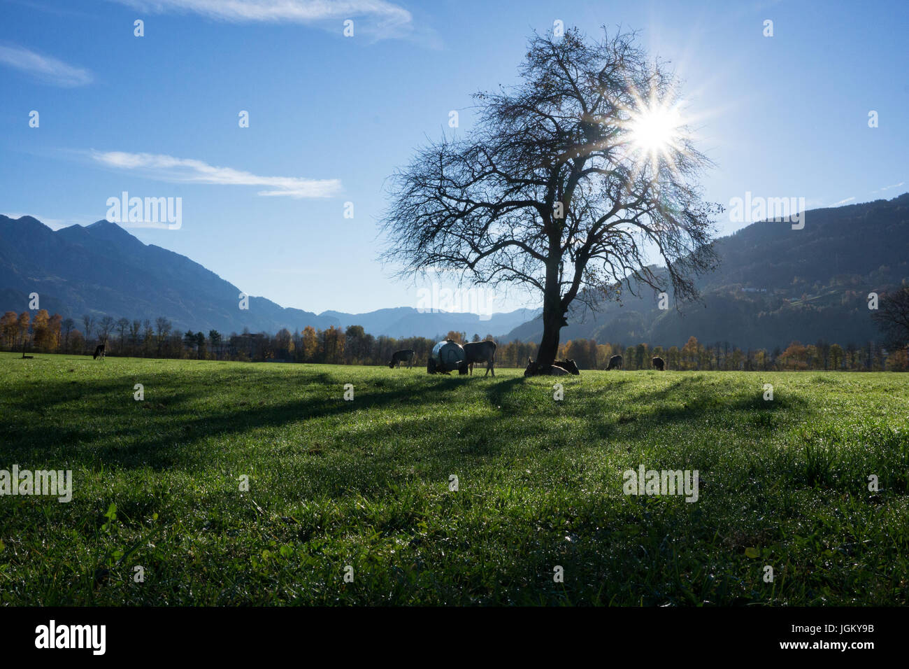 Europa Schweiz Sargans Wangs Weide im Gegenlicht starke Schatten Foto Stock
