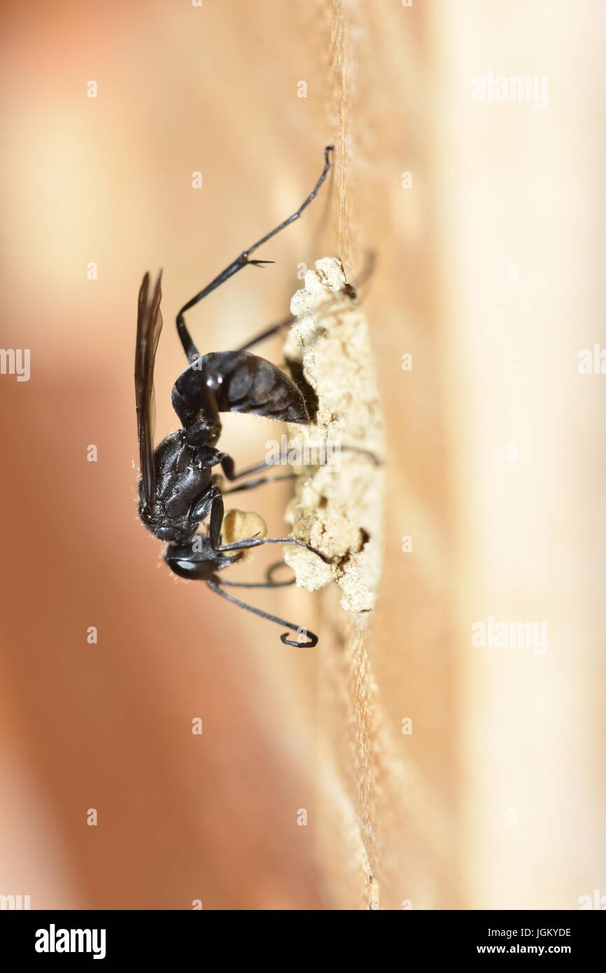 Solitario spider wasp (Auplopus carbonarius) rubare piccoli agglomerati in forma di pellets di fango da un nido esistente di tenuta della mason bee osmia cornuta. Foto Stock