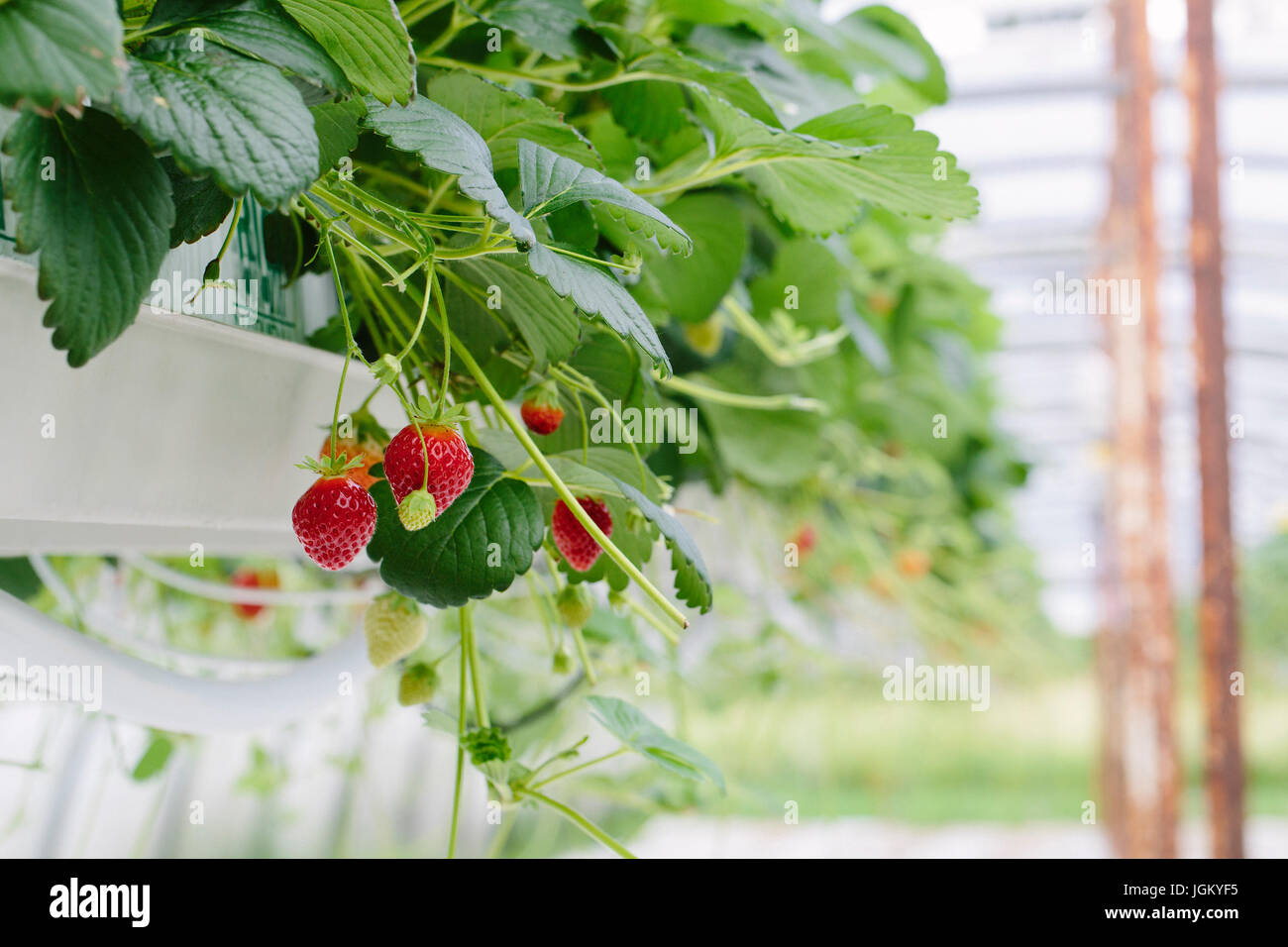 Soilless serra la coltivazione di fragole Foto Stock