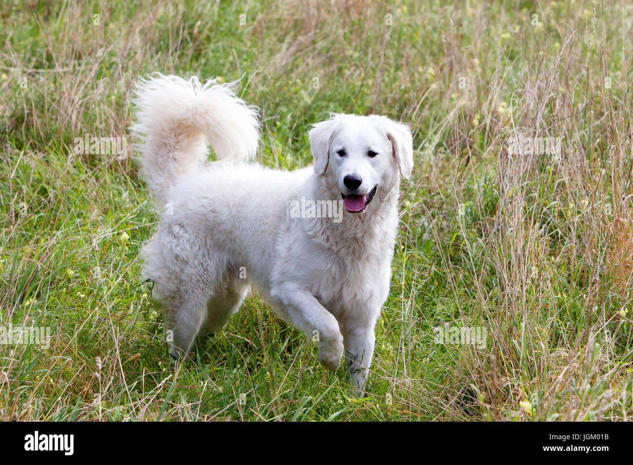 Kuvacz, ungarischer Hirtenhunde, ungherese vcanis lupus familiy Herdenschutzhund pet Foto Stock