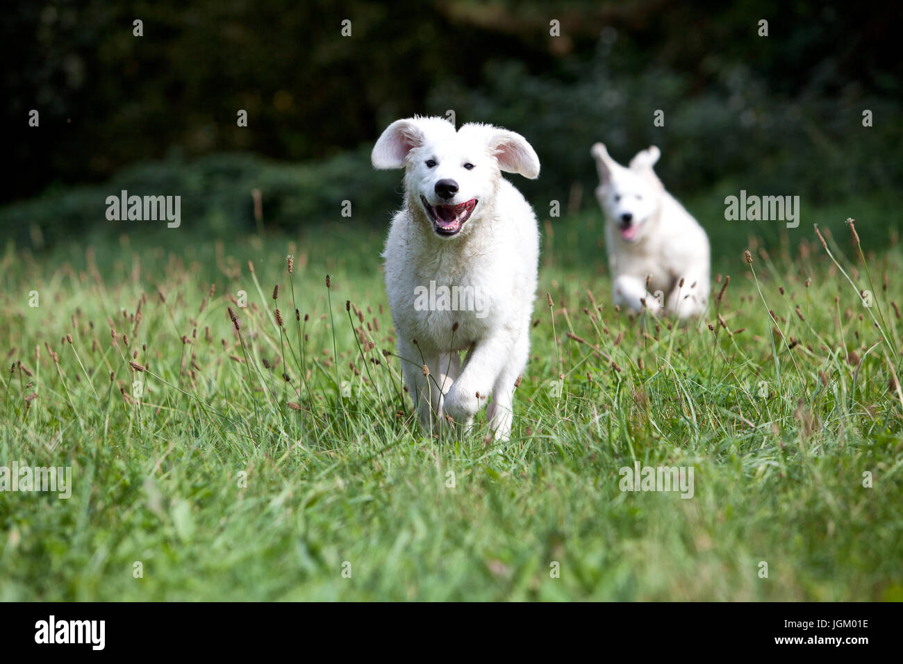 Kuvacz ungarischer Hirtenhunde, ungherese vcanis lupus familiy Herdenschutzhund pet Foto Stock
