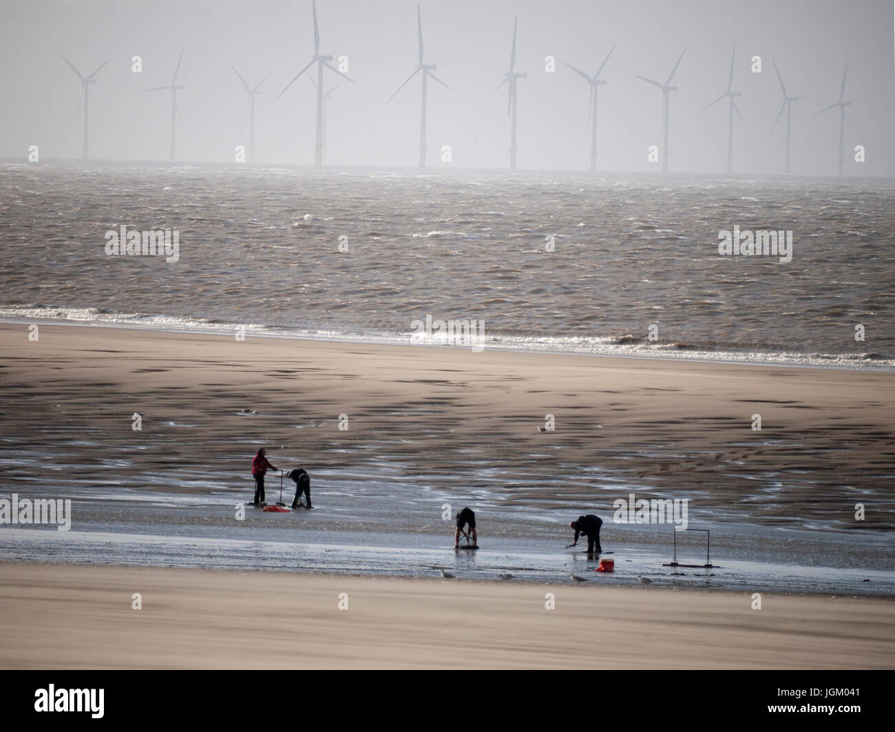 Il Cockle pescatori scavare per cardidi sulla spiaggia di New Brighton, Wirral, Merseyside, contro uno sfondo di un offshore wind farm. Foto Stock