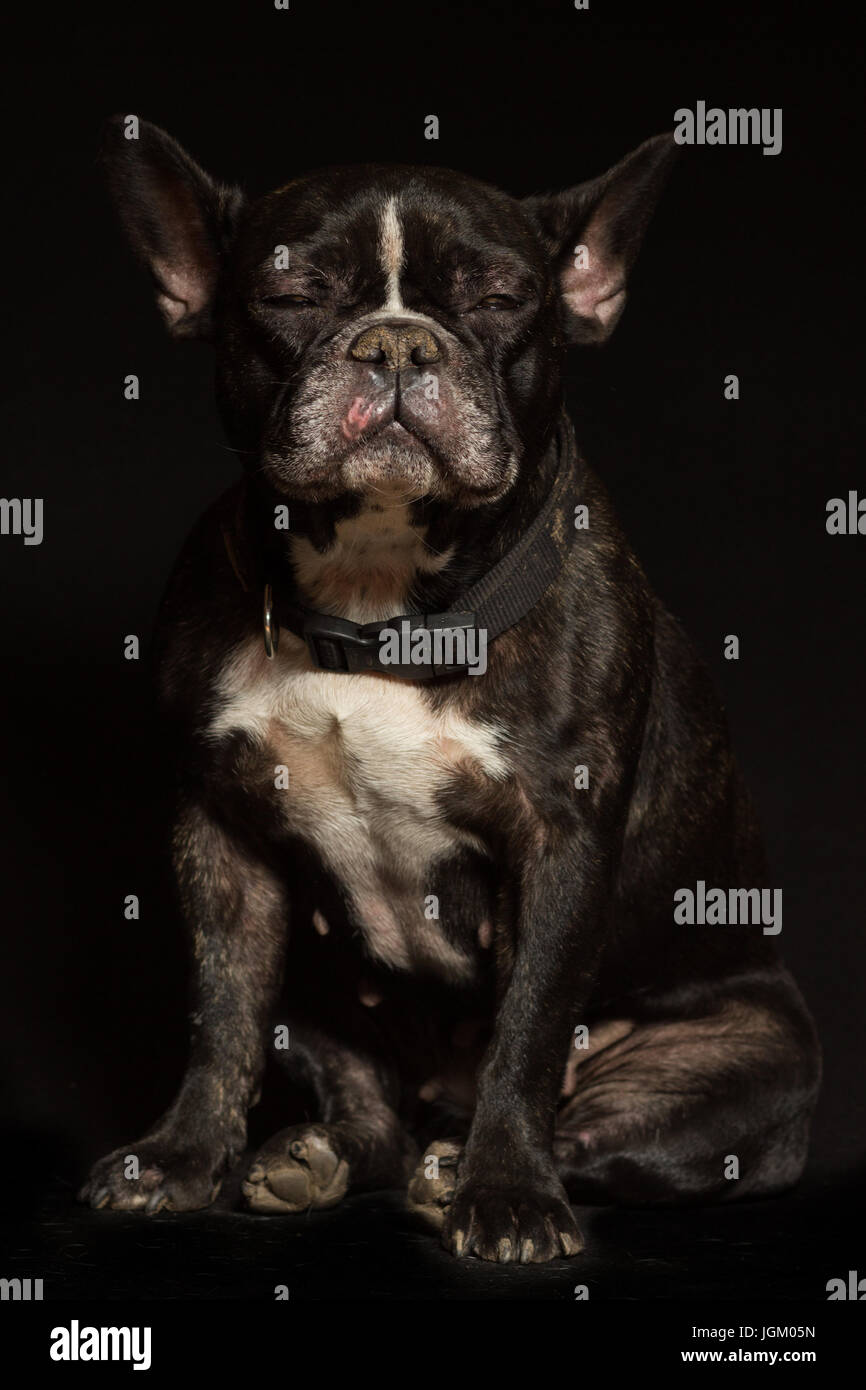 Femmina bulldog francese ritratto su sfondo nero Foto Stock
