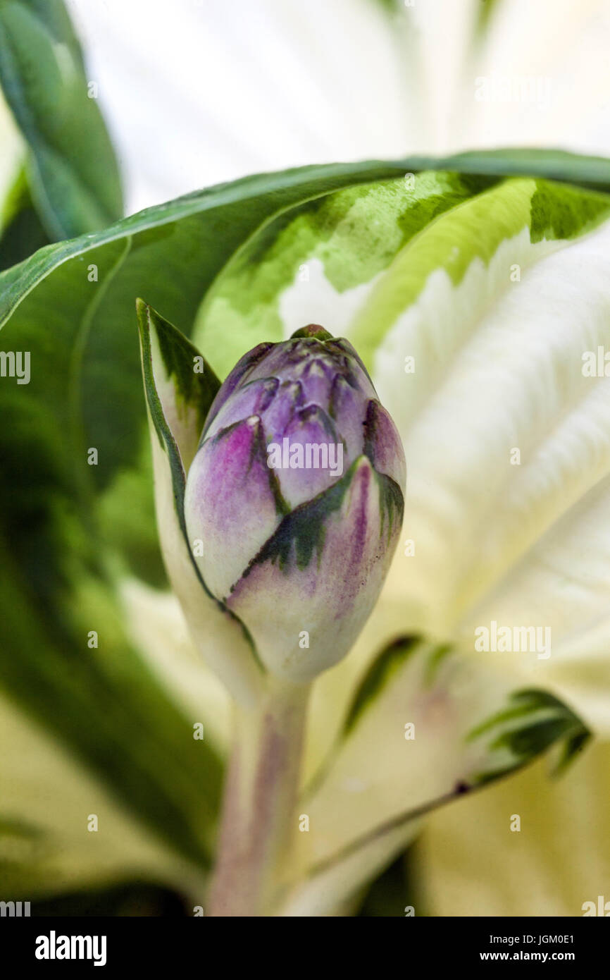 Hosta 'fuoco e ghiaccio', primo piano su fiore boccioli di apertura Foto Stock