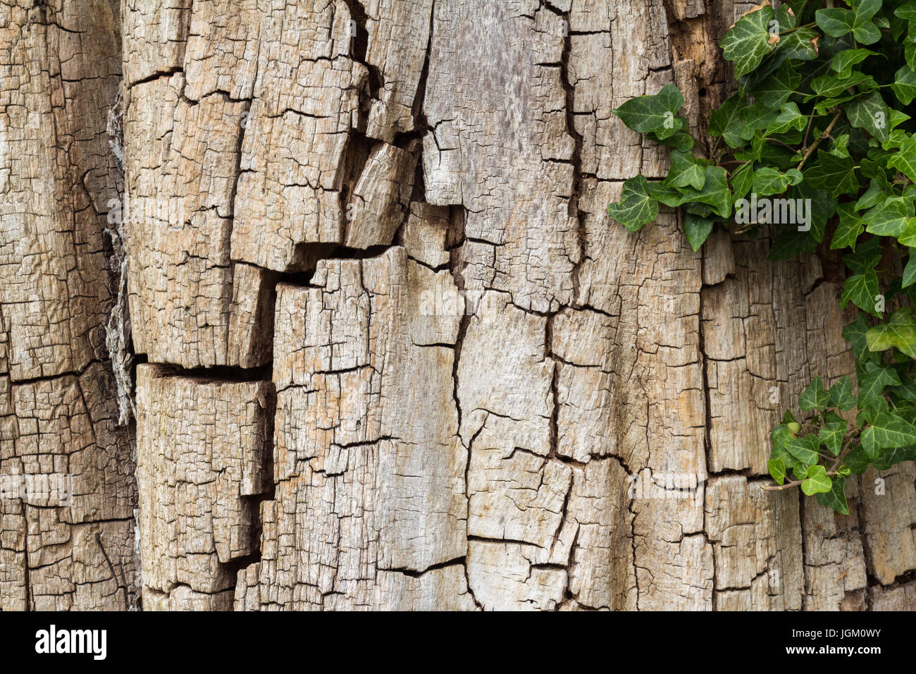 Vecchio incrinato di corteccia di albero parzialmente coperto di edera, orizzontale con spazio di copia Foto Stock