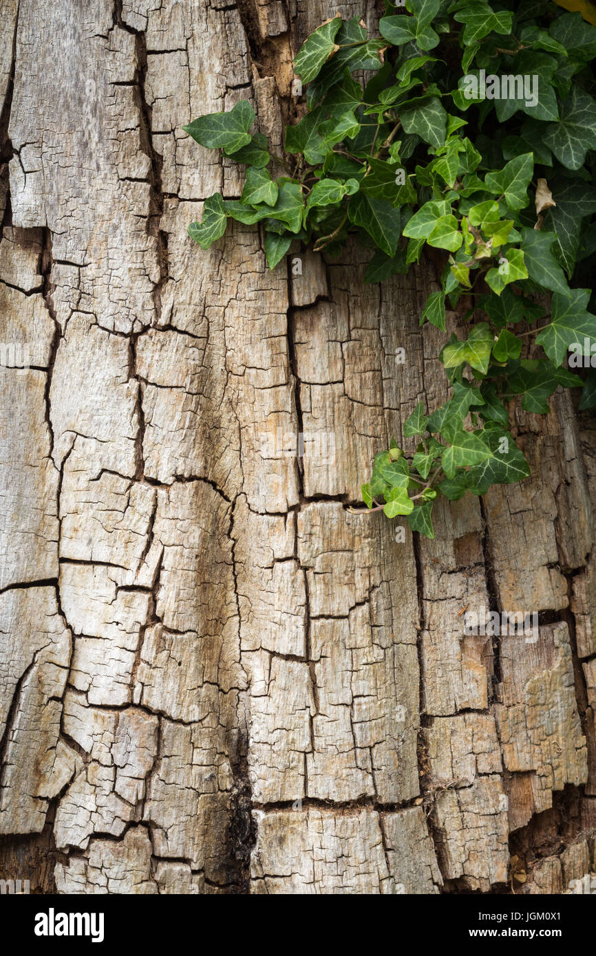 Vecchio incrinato di corteccia di albero parzialmente coperto di edera, verticale con spazio di copia Foto Stock