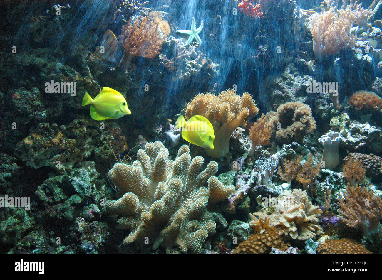 Subacquea colorata barriera corallina Tropicale scena con pesci e coralli Foto Stock