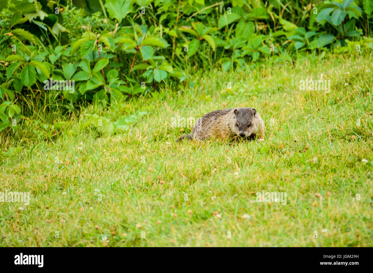 Primo piano di castoro seduto in erba da boccole in cerca di cibo Foto Stock