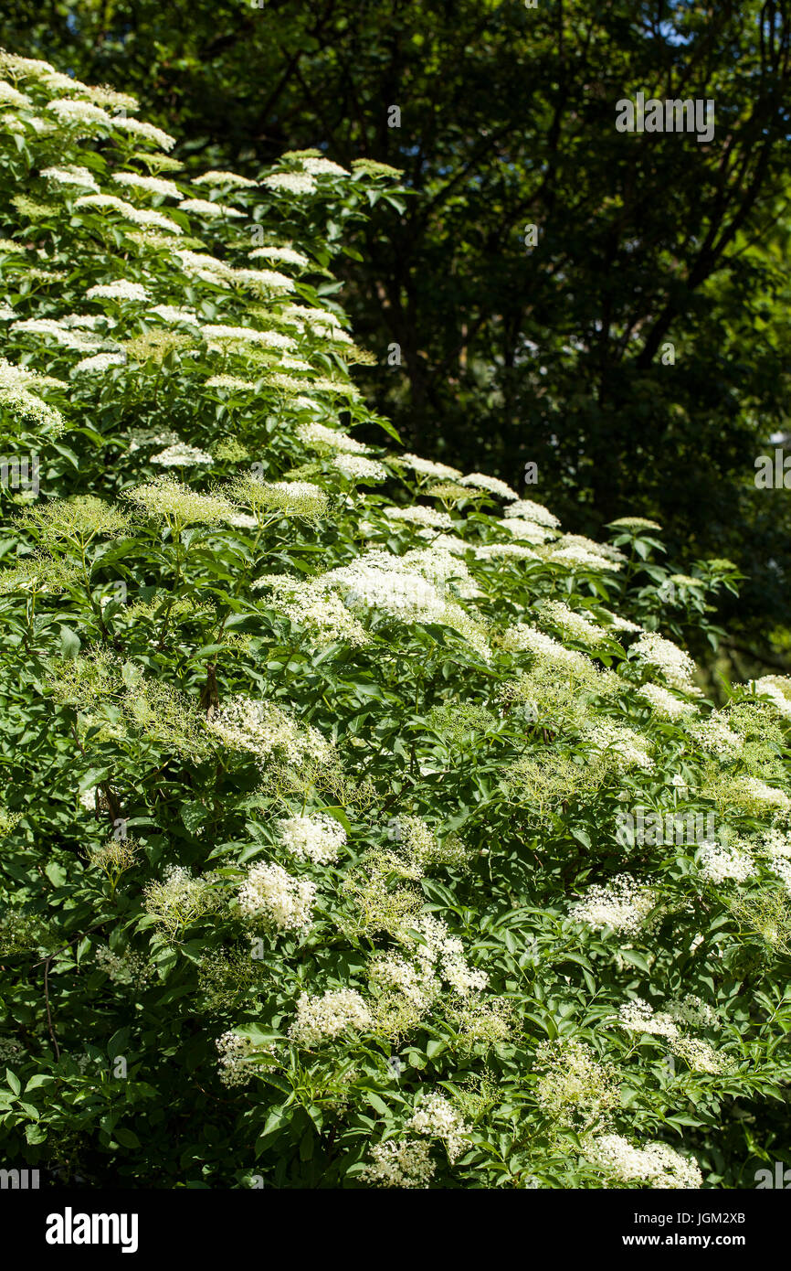 Sambucus è un genere di piante in fiore nella famiglia adoxaceae. Le varie specie sono comunemente chiamati sambuco o il sambuco. Foto Stock