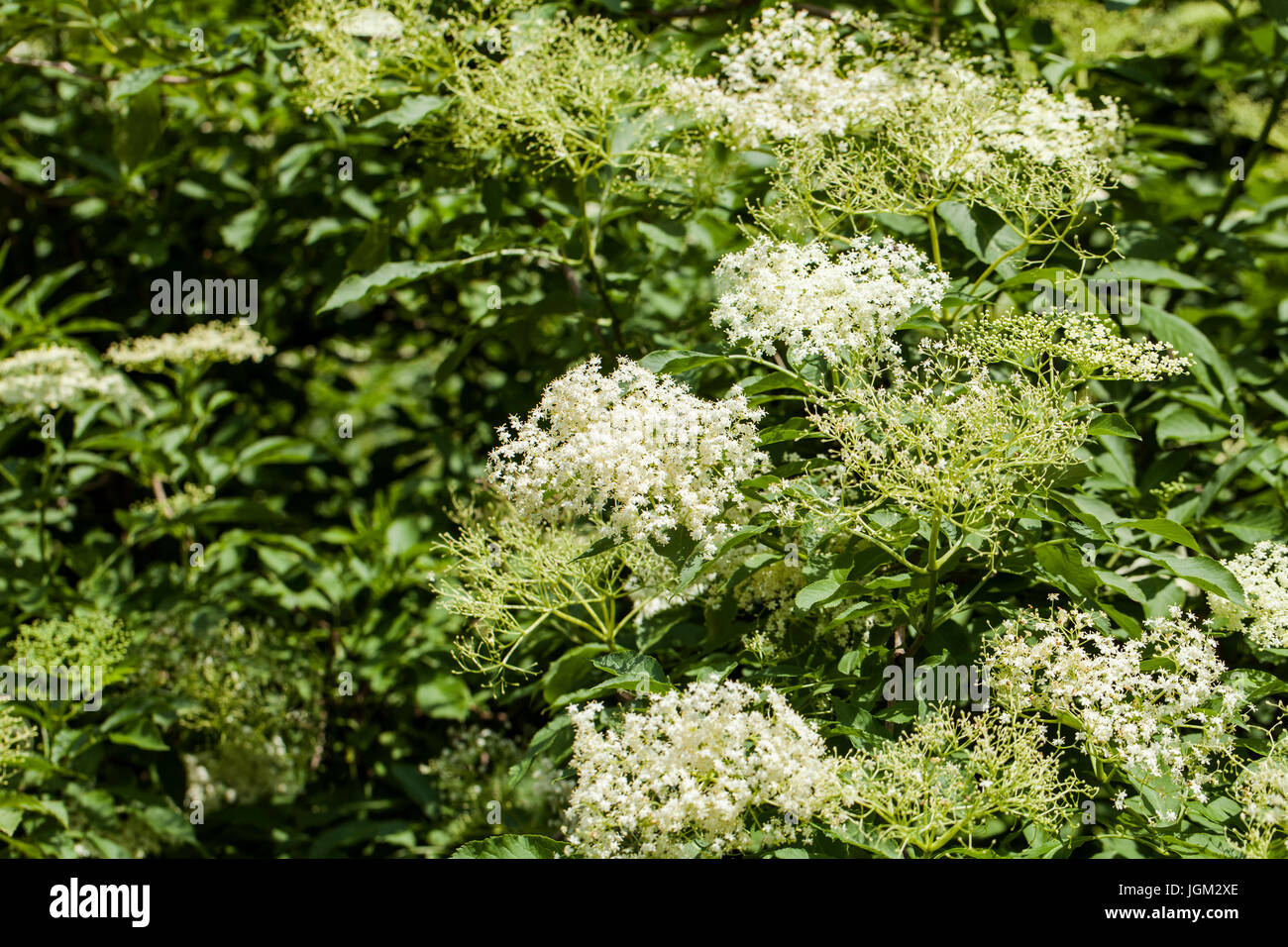 Sambucus è un genere di piante in fiore nella famiglia adoxaceae. Le varie specie sono comunemente chiamati sambuco o il sambuco. Foto Stock