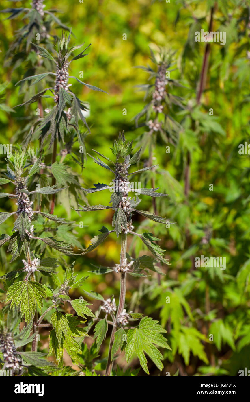 Leonurus cardiaca, noto come motherwort, è una pianta perenne piante in menta, famiglia Lippenblütler. Altri nomi comuni includono throw-wort, Lion's Foto Stock