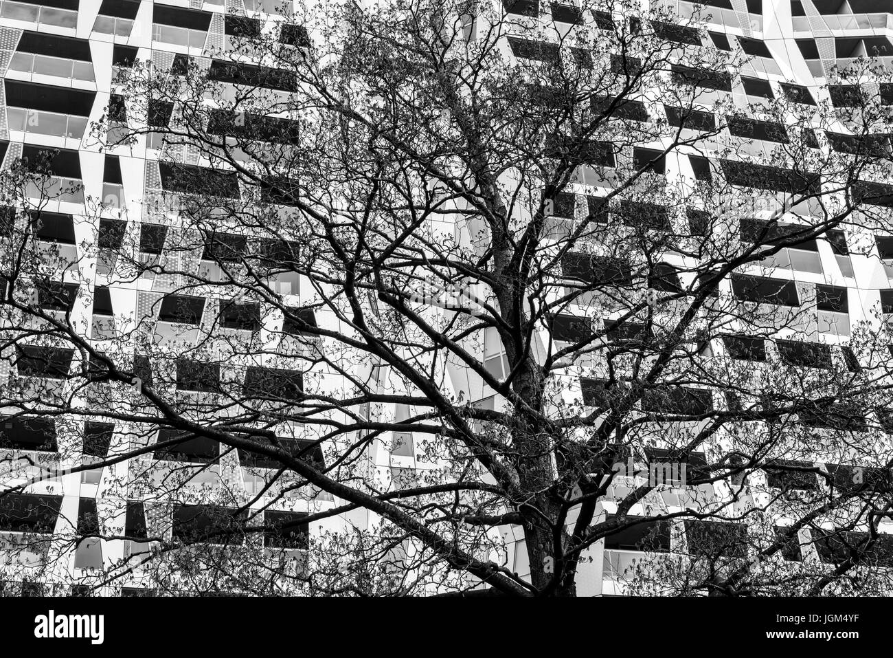 Rotterdam, Paesi Bassi - 10 Marzo 2017: Calypso Achitectural edificio con un albero di fronte nella città di Rotterdam, Paesi Bassi (bianco e nero). Foto Stock