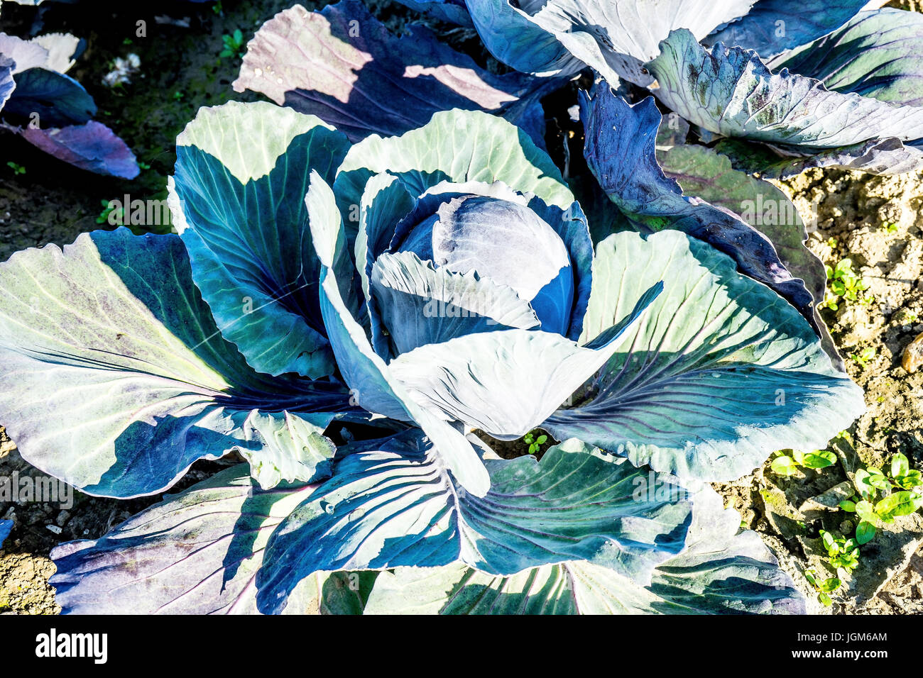 Acre, seminativi, Germania, Ditmarsh, friedrichskoog, verdure, kleiboden, char, marne, marsh, terreni paludosi, villaggio Mel, Germania settentrionale, cavolo rosso, Foto Stock