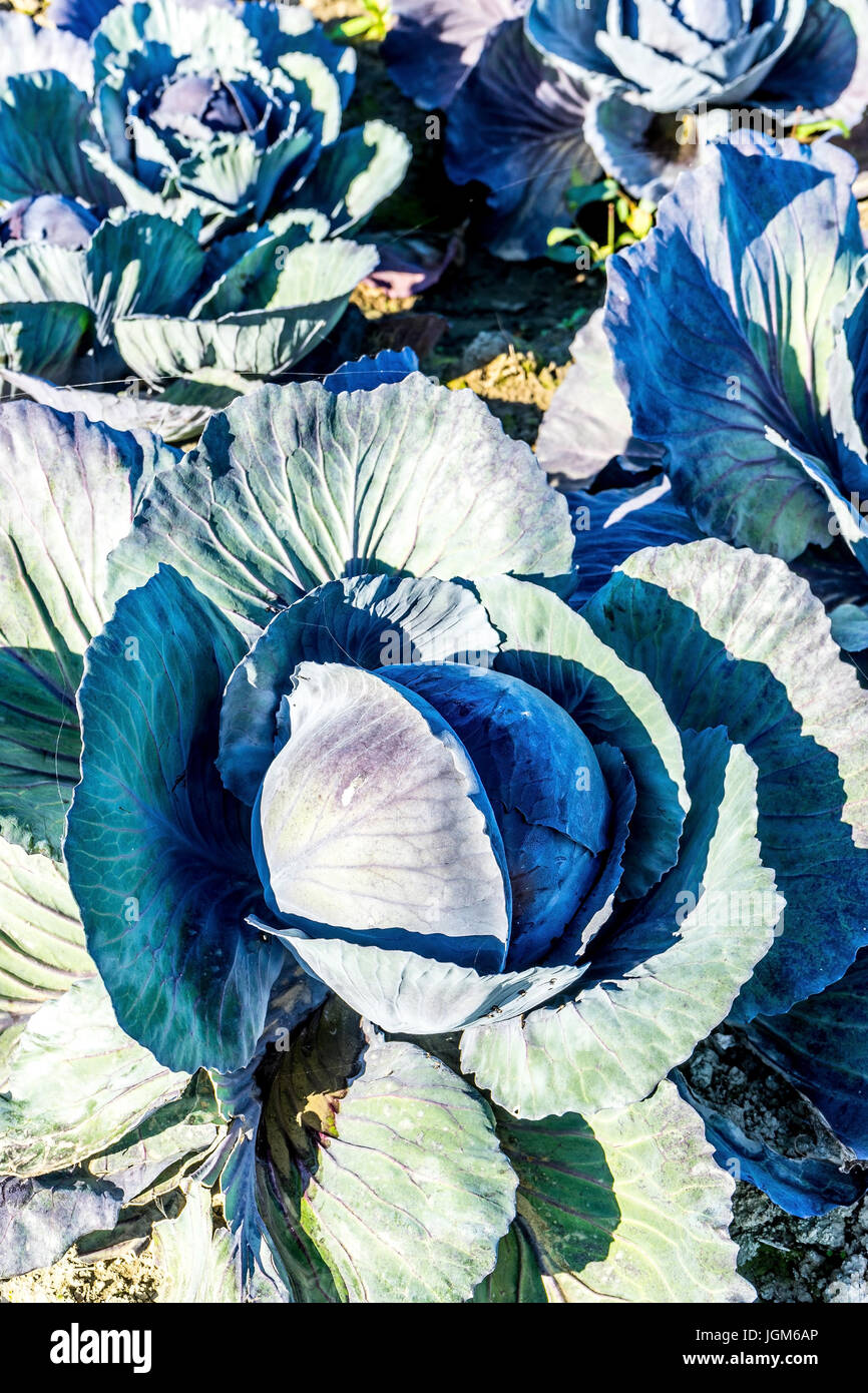 Acre, seminativi, Germania, Ditmarsh, friedrichskoog, verdure, kleiboden, char, marne, marsh, terreni paludosi, villaggio Mel, Germania settentrionale, cavolo rosso, Foto Stock