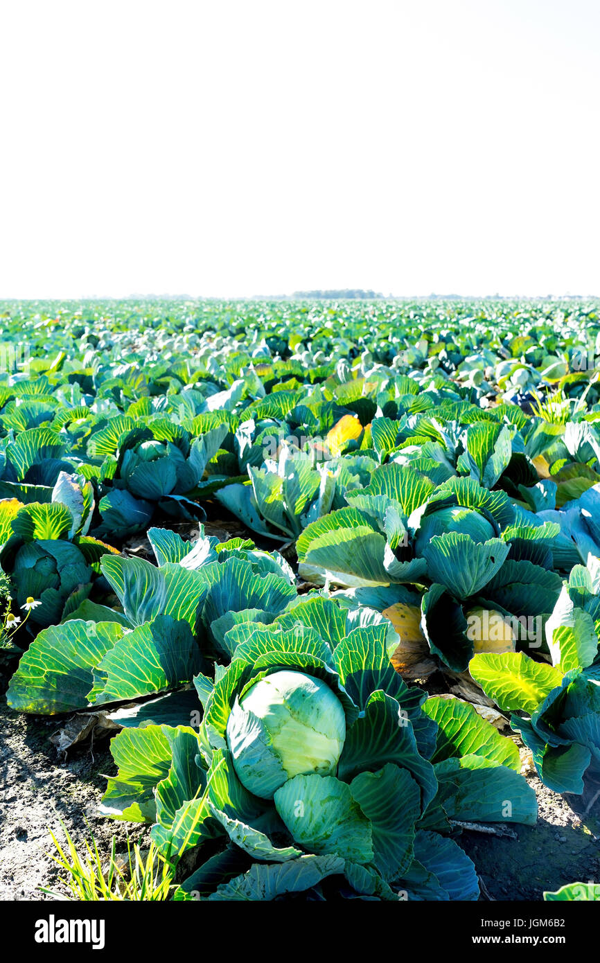 Acre, seminativi, Germania, Ditmarsh, friedrichskoog, verdure, kleiboden, char, marne, marsh, terreni paludosi, villaggio Mel, Germania settentrionale, Schleswig - Foto Stock