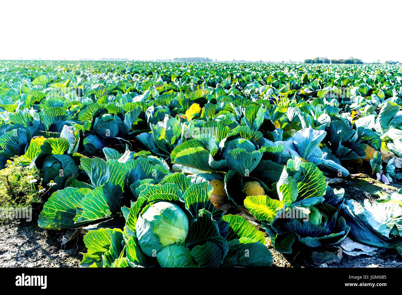 Acre, seminativi, Germania, Ditmarsh, friedrichskoog, verdure, kleiboden, char, marne, marsh, terreni paludosi, villaggio Mel, Germania settentrionale, Schleswig - Foto Stock