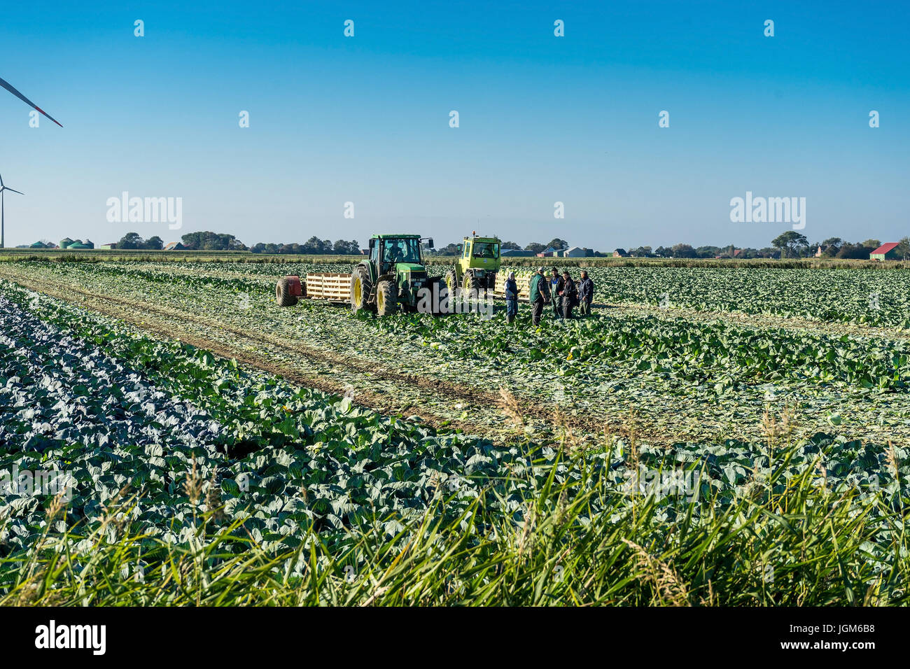 Acre, seminativi, Germania, Ditmarsh, raccolti, erntemaschienen, friedrichskoog, verdure, kleiboden, char, marne, marsh, terreni paludosi, villaggio Mel, Foto Stock