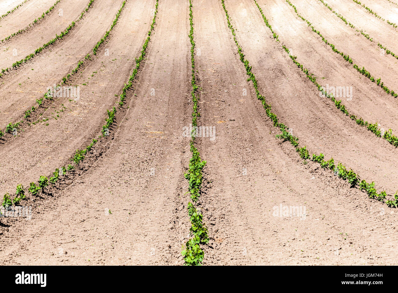 Nuovo impianto di vigneti in Valtice regione vinicola, Sud campi Moravia Repubblica Ceca, Europa Foto Stock