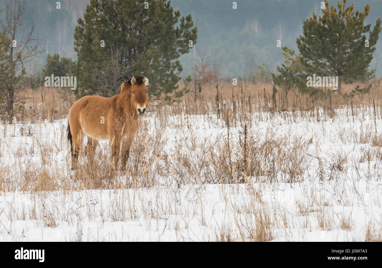 Cavalli di Przewalski nella zona della morte intorno a Chernobyl nell'Ukrain in inverno. Foto Stock