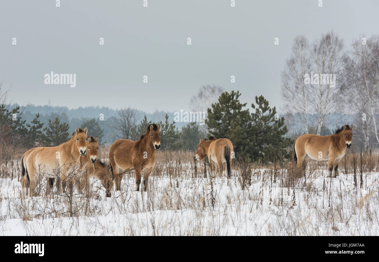 Cavalli di Przewalski nella zona della morte intorno a Chernobyl nell'Ukrain in inverno. Foto Stock