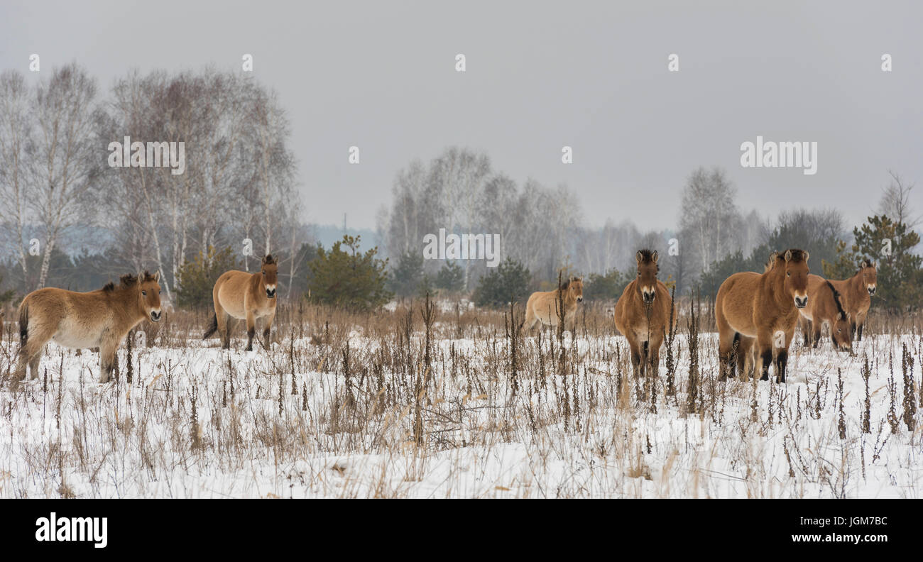 Cavalli di Przewalski nella zona della morte intorno a Chernobyl nell'Ukrain in inverno. Foto Stock