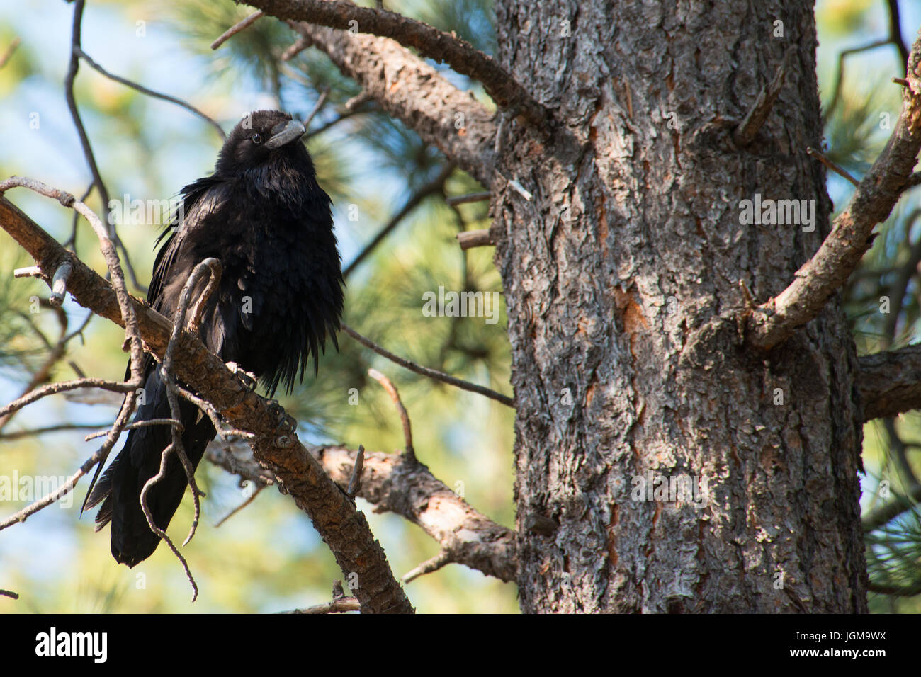 Curioso Raven Foto Stock