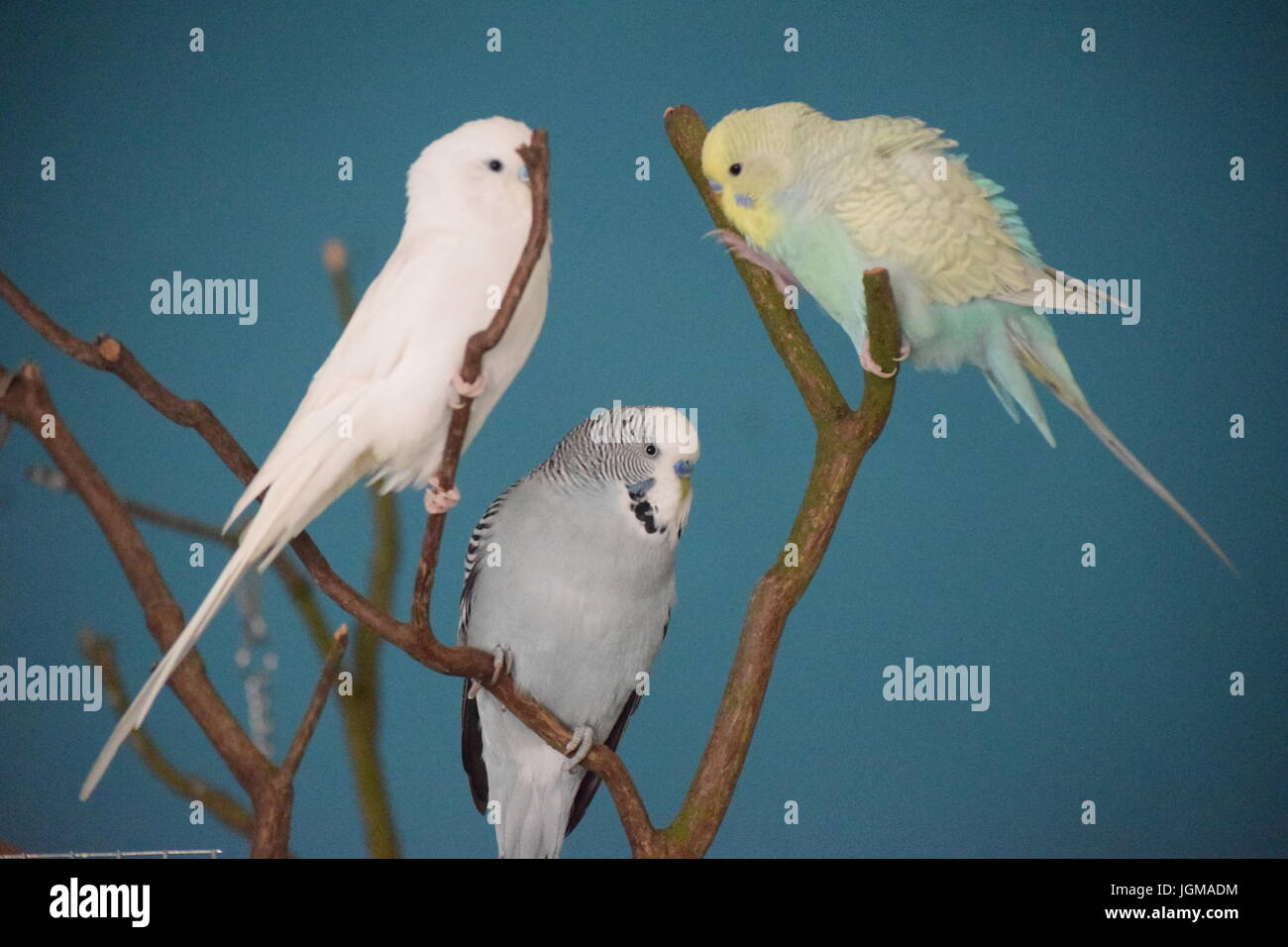 Budgie Foto Stock