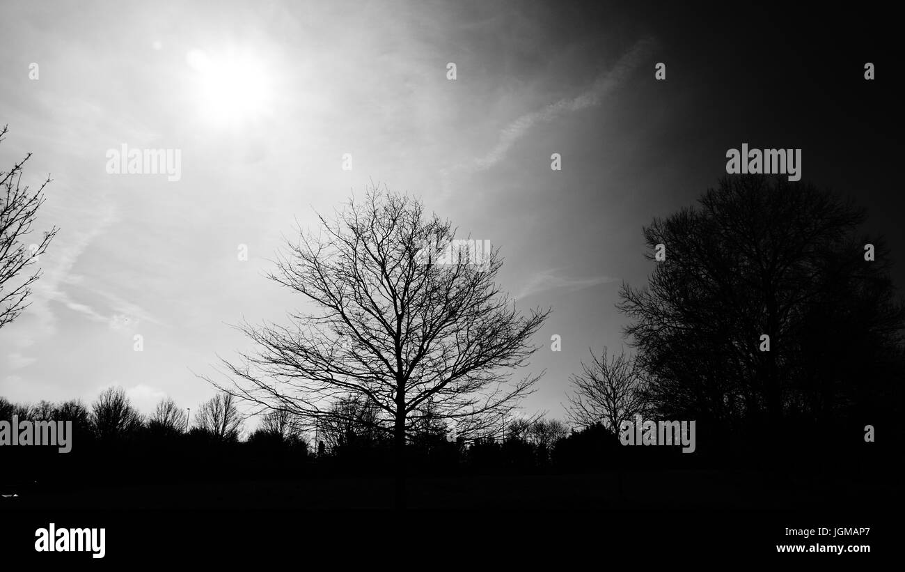 monocromatico 101 Foto Stock
