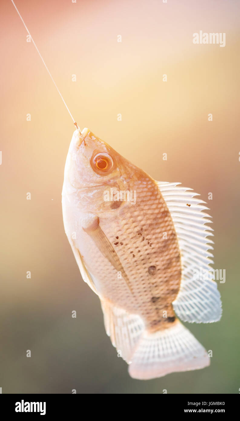 Nile tilapia pesce (Oreochromis nilotica) appesa al gancio con luce di svasatura Foto Stock