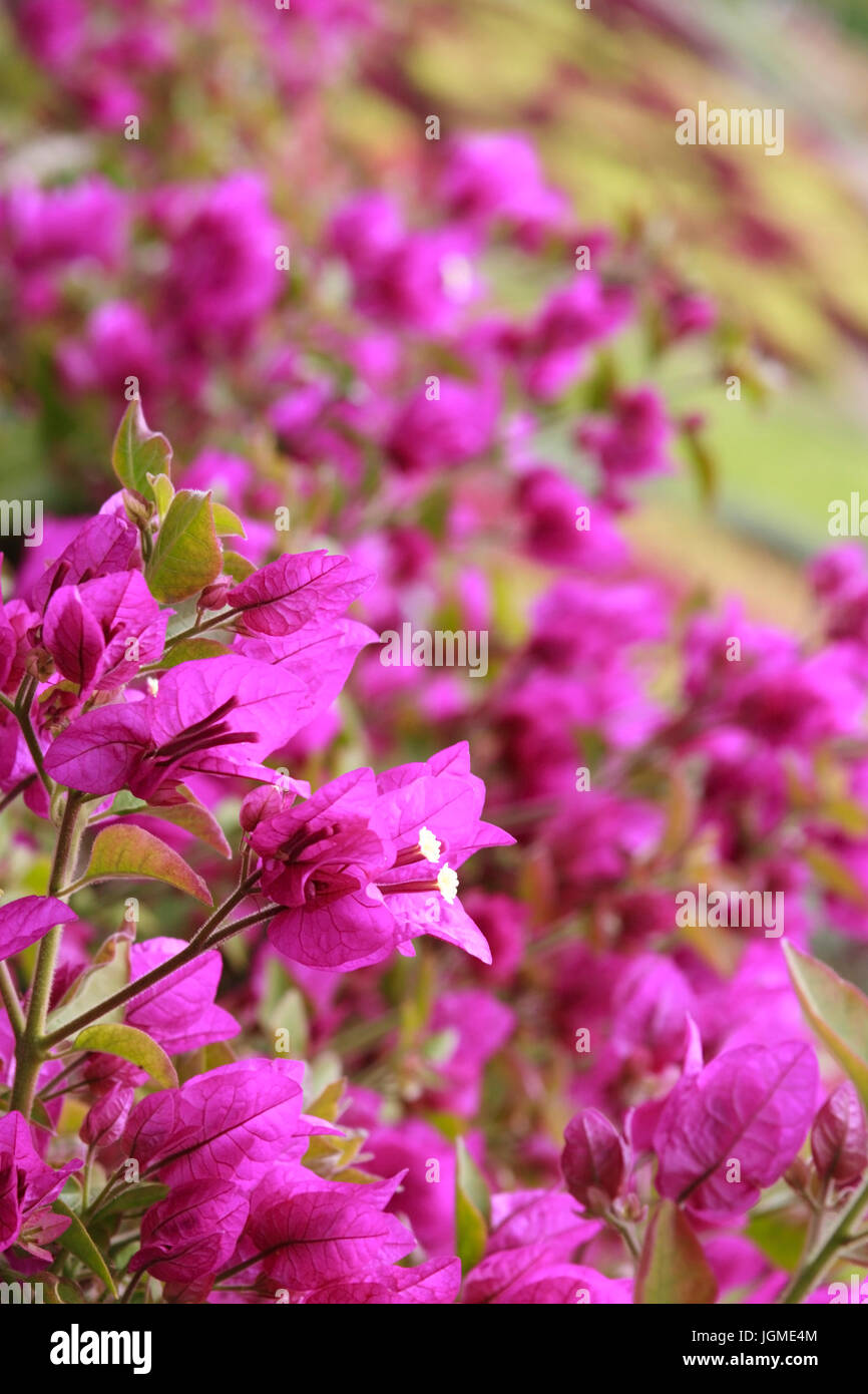 Bougainvillaea, Madeira, Portogallo - bougainvillaea, Madeira, Portogallo, Bouganville, Portogallo - Bouganvillea Foto Stock