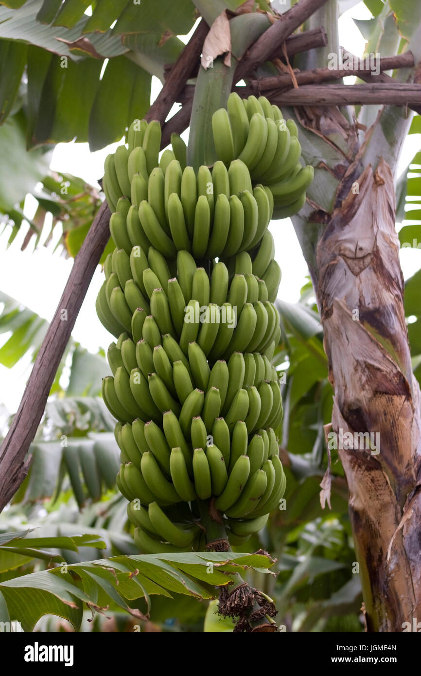 Piante di Banana in Madeira, Portogallo - Banana tree, il Portogallo, la Madera, Bananenstaude auf Madeira Foto Stock
