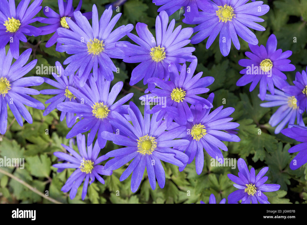 Molla di Malva - anemone anemone, Lila Frühlingsanemone - Anemone Foto Stock