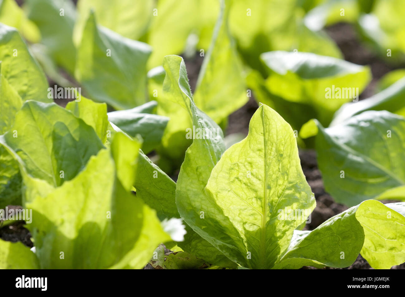 Insalata piante - insalata, Salat, Salatpflanzen - insalata Foto Stock