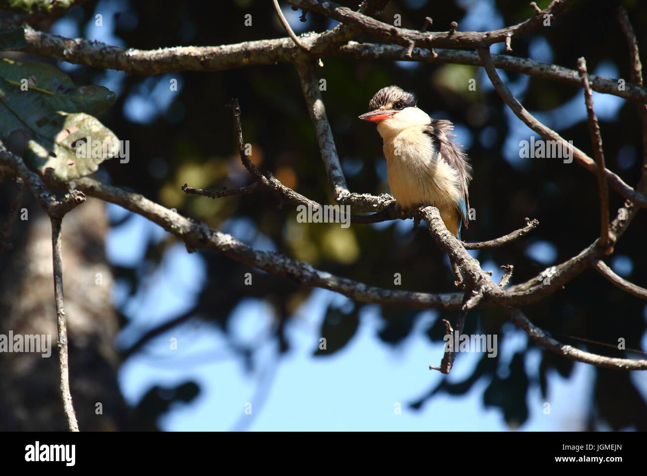 Striped Kingfisher, Halcyon chelicuti, Leopard's Valley, Lusaka, Zambia Foto Stock
