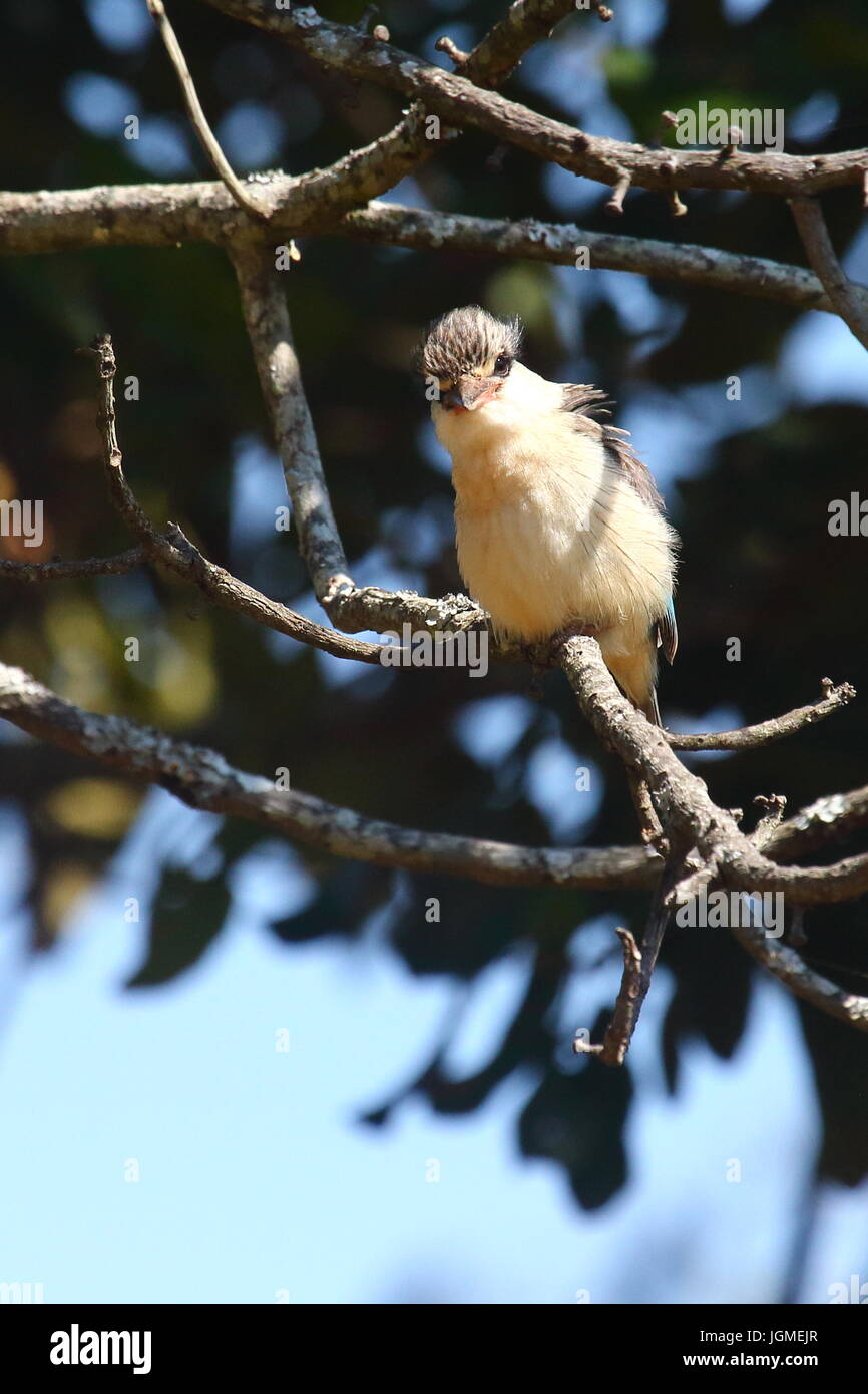 Striped Kingfisher, Halcyon chelicuti, Leopard's Valley, Lusaka, Zambia Foto Stock