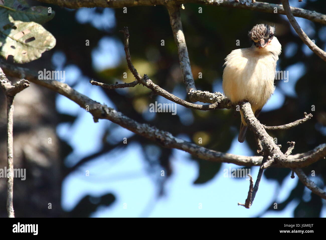 Striped Kingfisher, Halcyon chelicuti, Leopard's Valley, Lusaka, Zambia Foto Stock