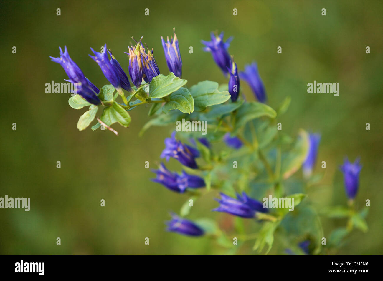 Schwalbenwurz genziana (Gentiana asclepiadea), Bassa Austria, riserva naturale ?tscher Storm?uer - Gentiana asclepiadea, Bassa Austria, Foto Stock